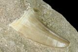 Mosasaur (Mosasaurus) Tooth In Rock - Morocco #143732-2